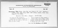 Image of Hormiscium tiliae